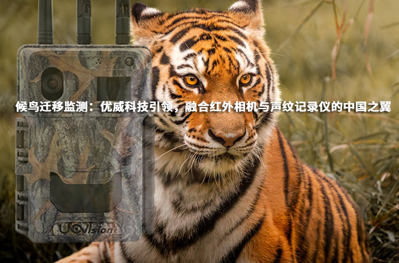 候鳥遷移監(jiān)測(cè)：優(yōu)威科技引領(lǐng)，融合紅外相機(jī)與聲紋記錄儀的中國(guó)之翼