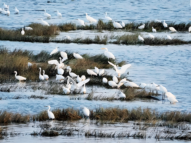 1741241828544794.jpg 未標(biāo)題-3.jpg