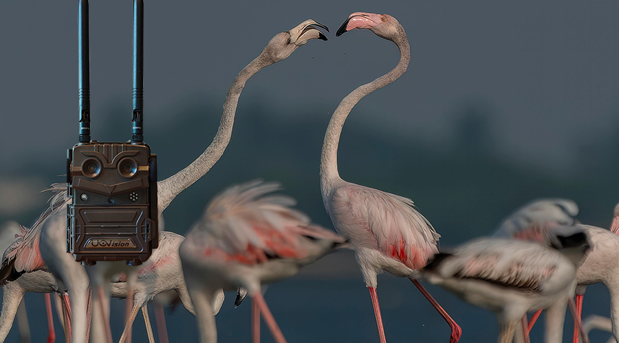 1741583942190174.jpg 55.jpg