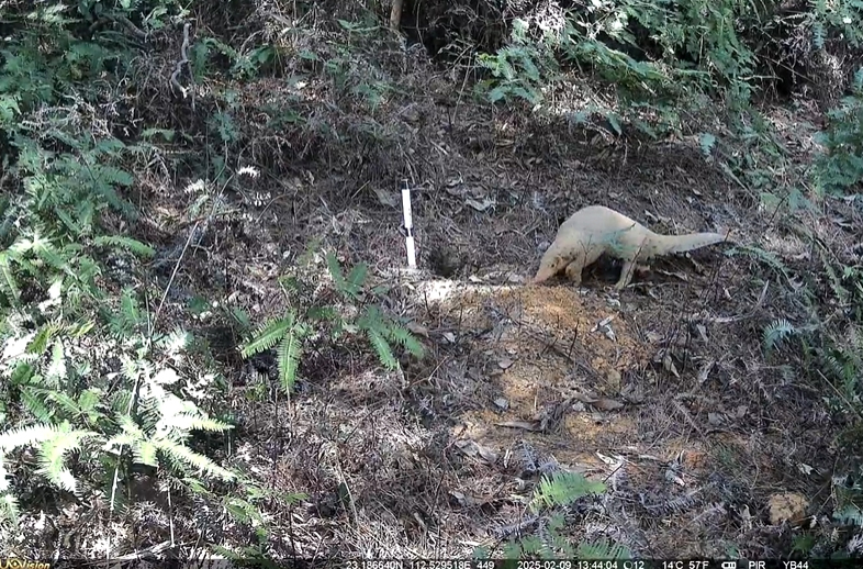 鼎湖山優(yōu)威紅外相機(jī)再傳喜訊：極危物種中華穿穿山甲種群穩(wěn)定存續(xù)